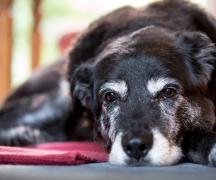 Как пережить смерть собаки: советы психолога